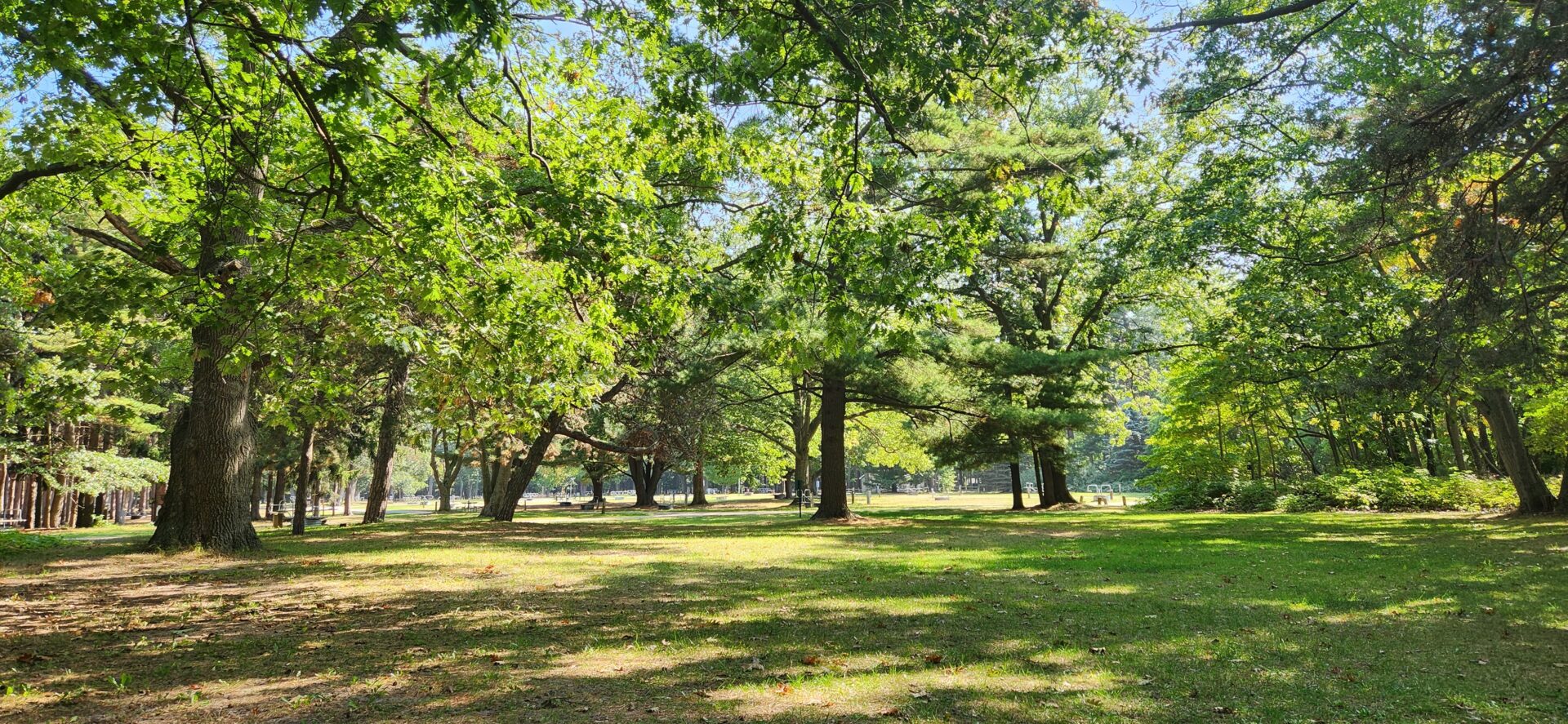 Green trees in pioneer campground